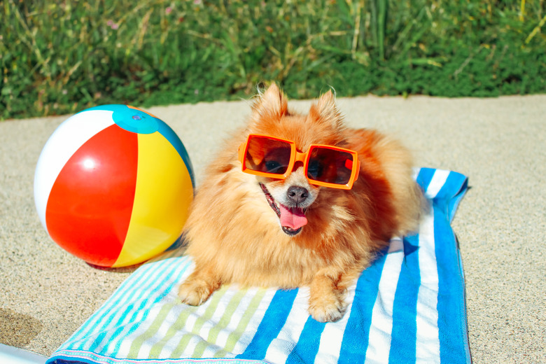 Dog Wearing Sunglasses