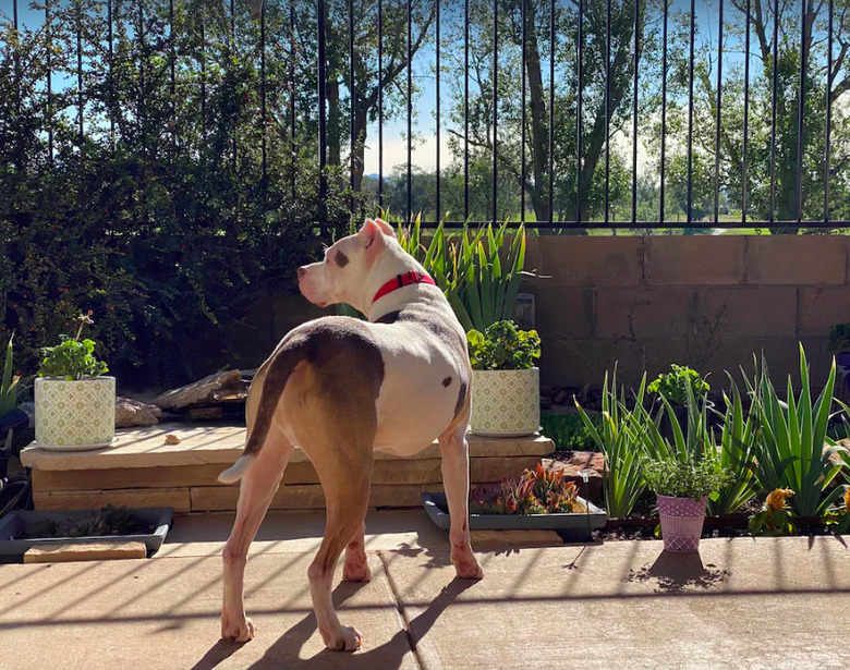 A bully-breed dog in a fenced area of the Pet Angel Inn.