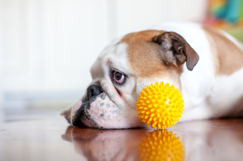 close up dog with plastic ball