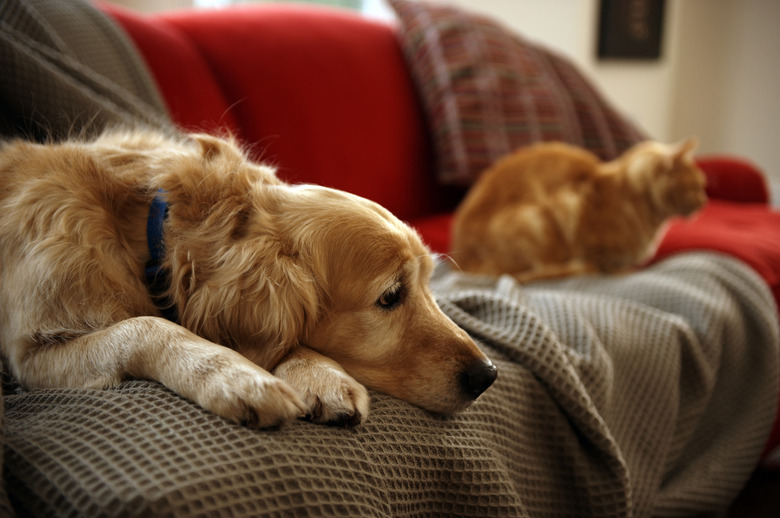 how do you get rid of dog mites on humans