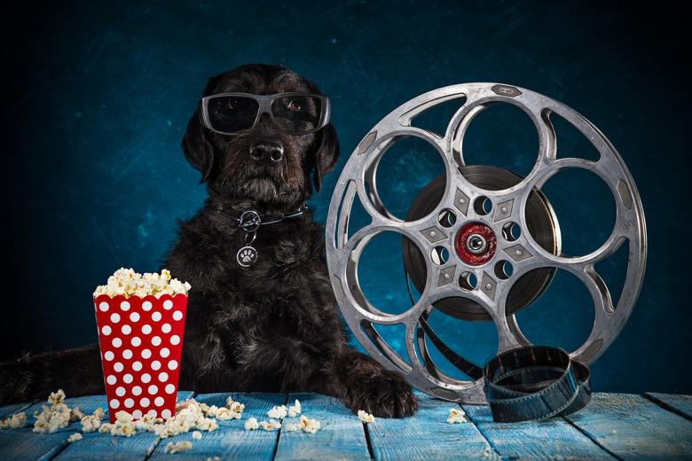 Black funny dog with retro film production accessories
