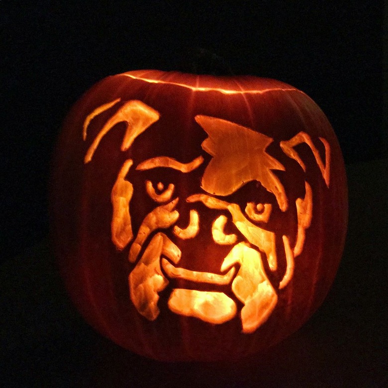 closeup of bulldog pumpkin
