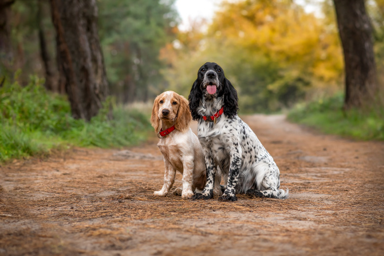 Two adorable spaniels are sitting in an autumn park. Adult dog and puppy. Hunting gun dogs on a background of yellow leaves. Selective focus.