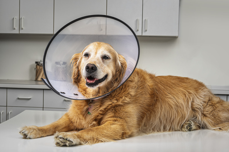 Golden Retriever wearing