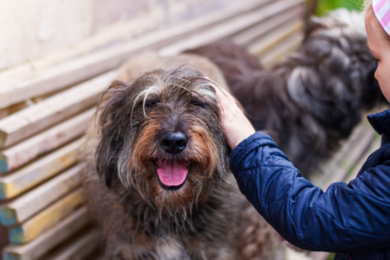 Hands of a young girl combing the dog. Care for long fur animals. Combs for pets. Love