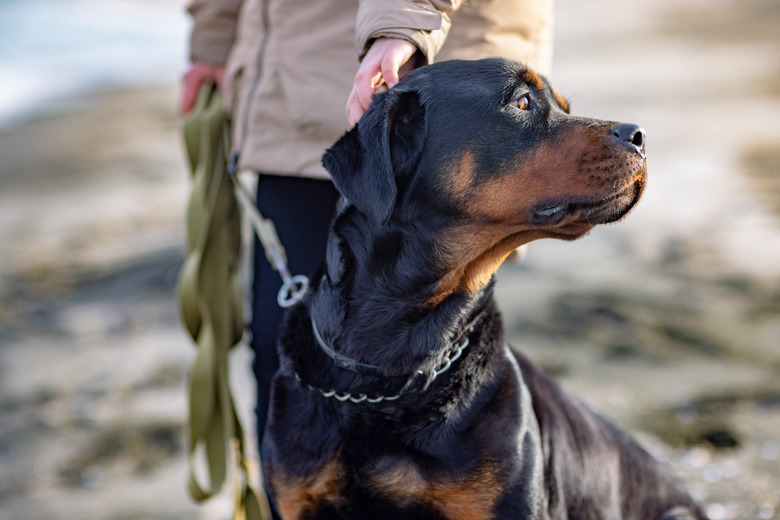 An unknown girl in a jacket stands on the beach near the sea and scratches a Rottweiler dog behind her ear