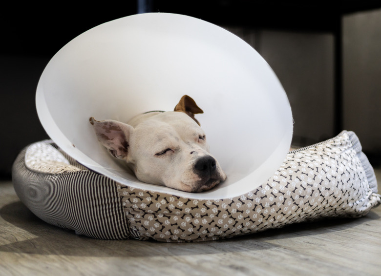 dog wearing Elizabethan collar after surgery