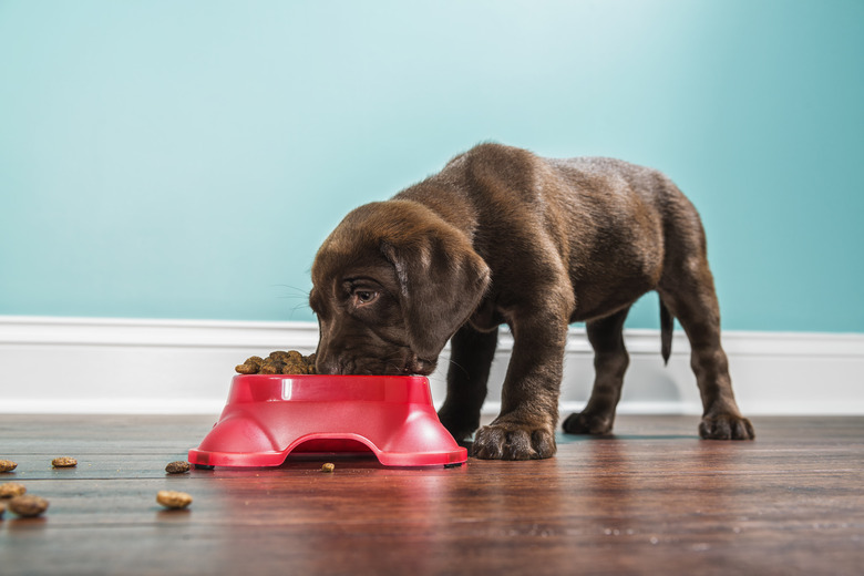 A Chocolate Labrador puppy eating from a pet dish