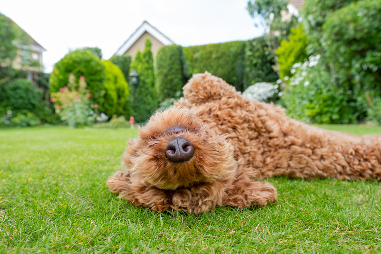 Young Poodle bred of dog seen rolling around in a well maintained