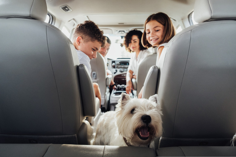 West Highland White Terrier Dog in Focus and Blurred Four Members Family Traveling by Minivan Car
