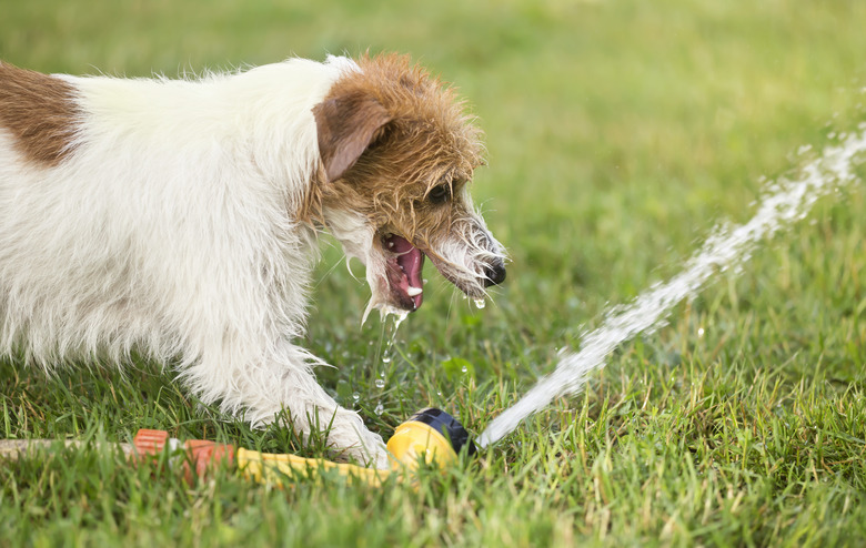 Happy puppy pet dog playing with water