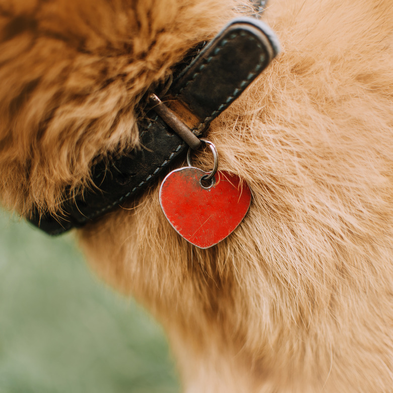 old collar with id tag on a red dog