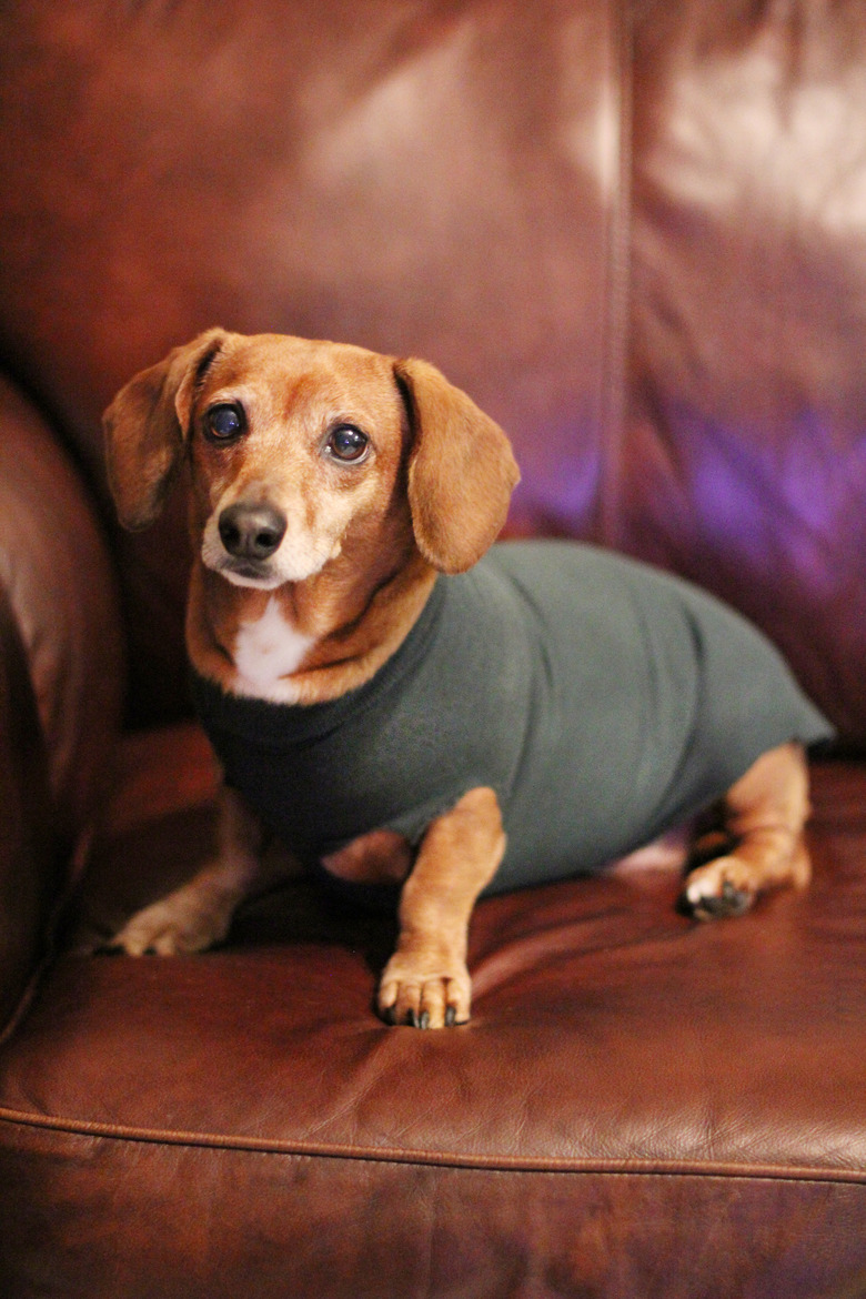 Dachshund wearing a sweatshirt