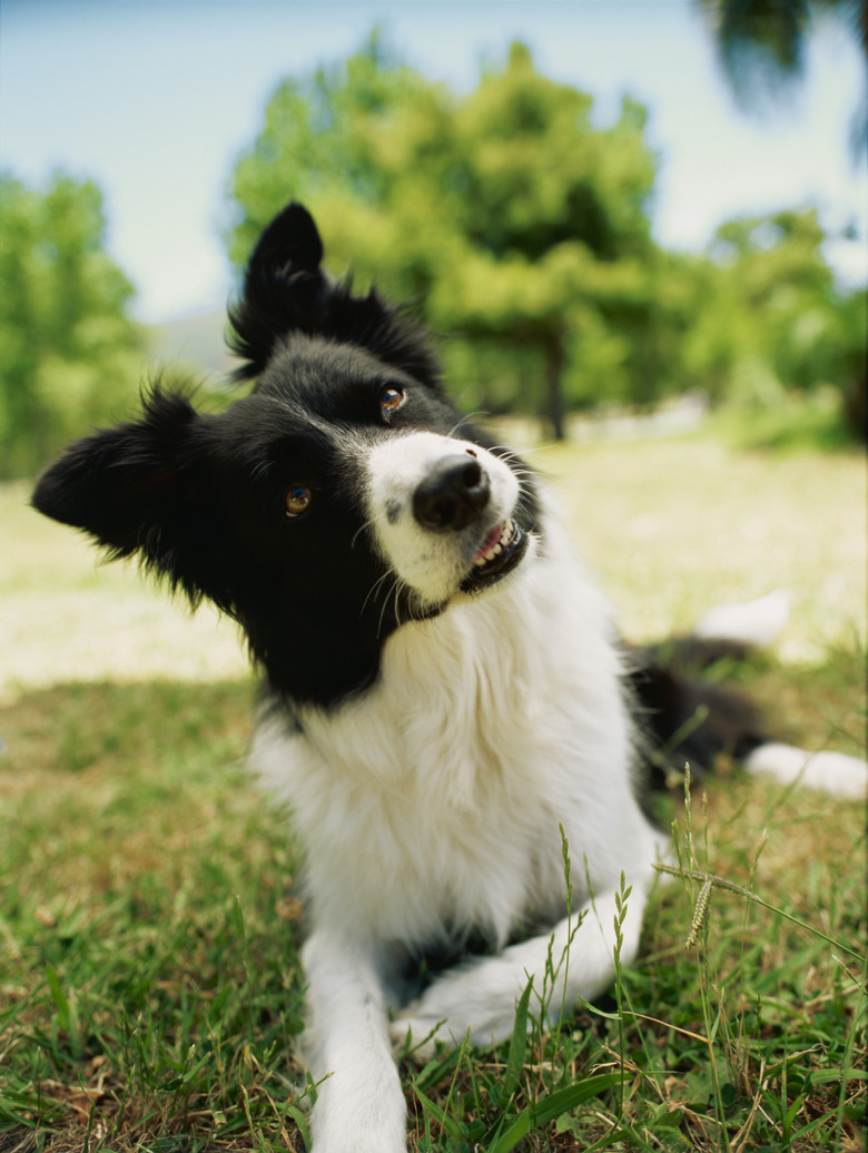 close-up of a dog looking up