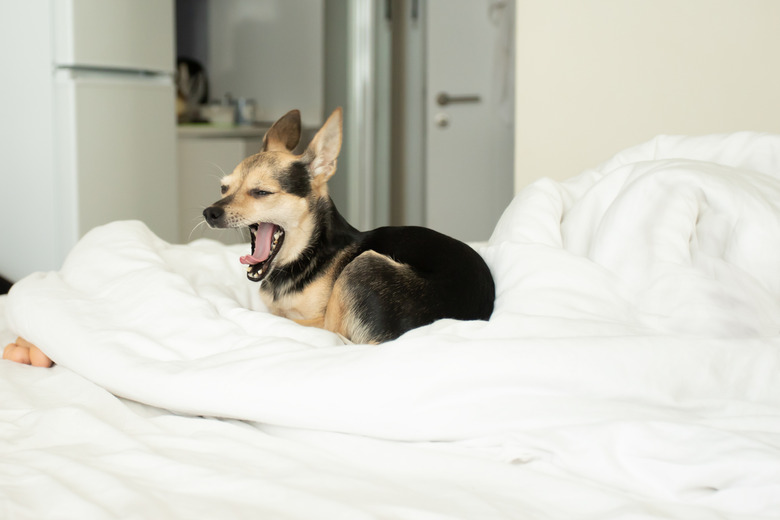 a small dog in bed yawns