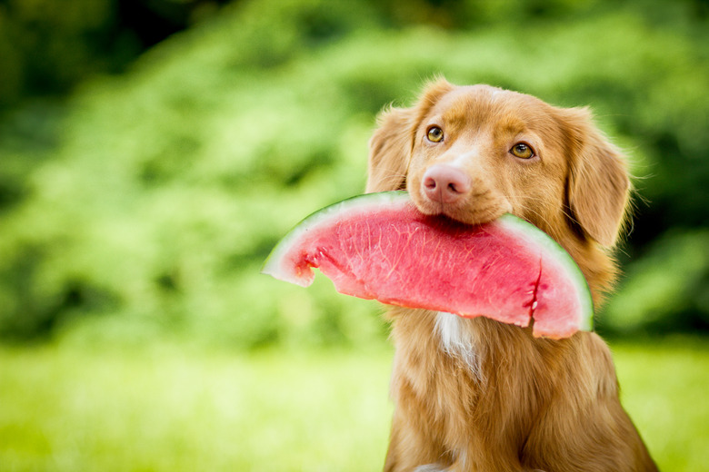 Dog with watermelon