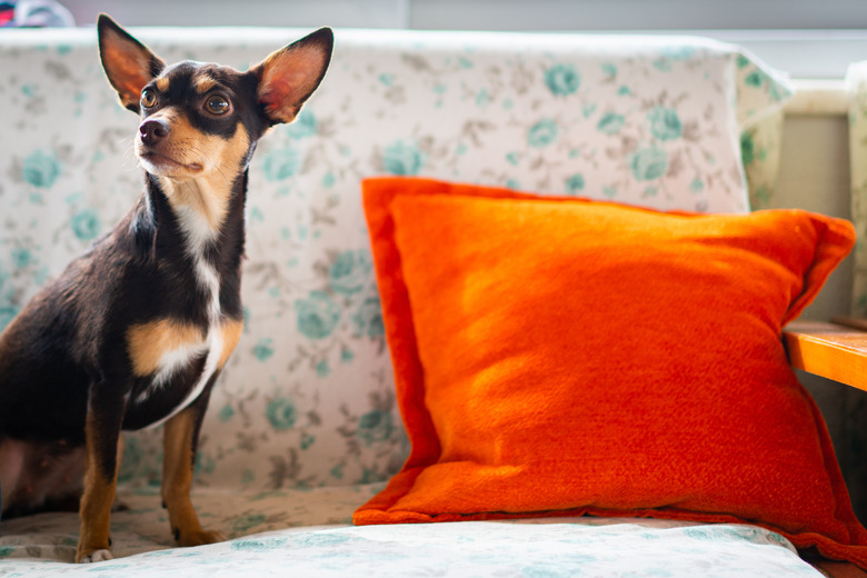 Chihuahua Dog resting on a sofa at home.