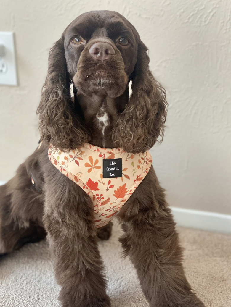 Brown spaniel wearing adjustable