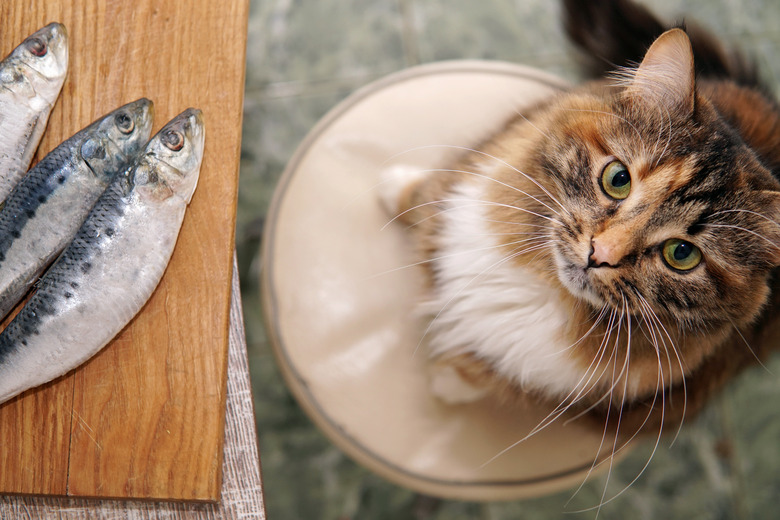A hungry cat steals fish from the the table. The pet wants to eat