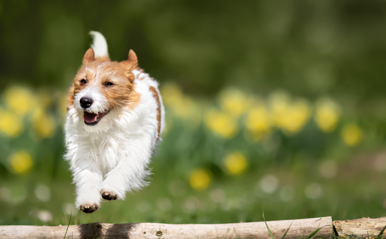 Happy dog running in the garden in spring
