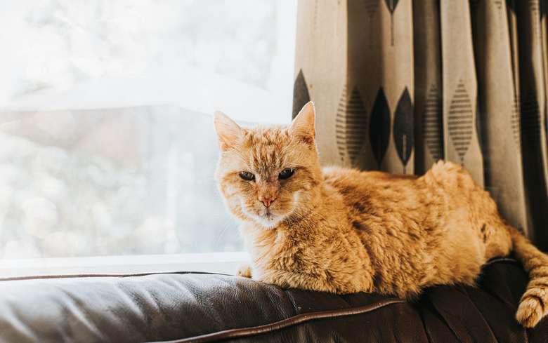 Ginger Cat sitting on Top of the back os a Leather Sofa