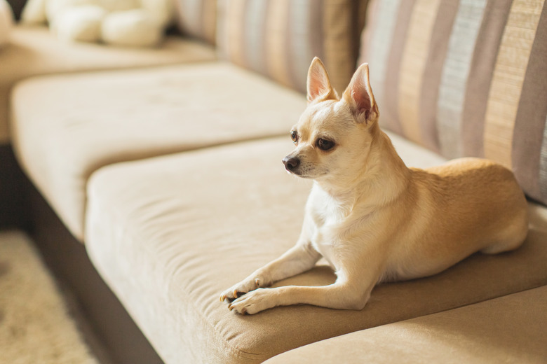 dog-in-heat-symptoms-cuteness
