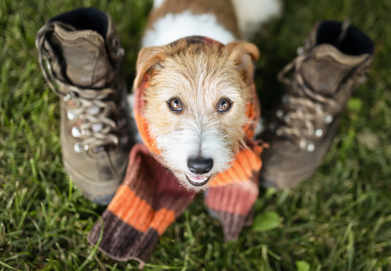 Cute happy pet dog wearing a scarf and smiling