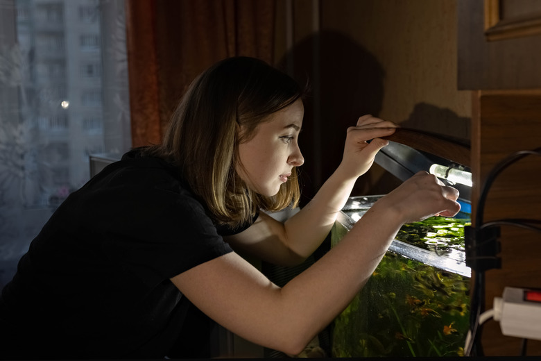 Young Teen Girl Feeds Fish In Home Aquarium.