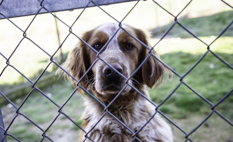 Dog in kennel
