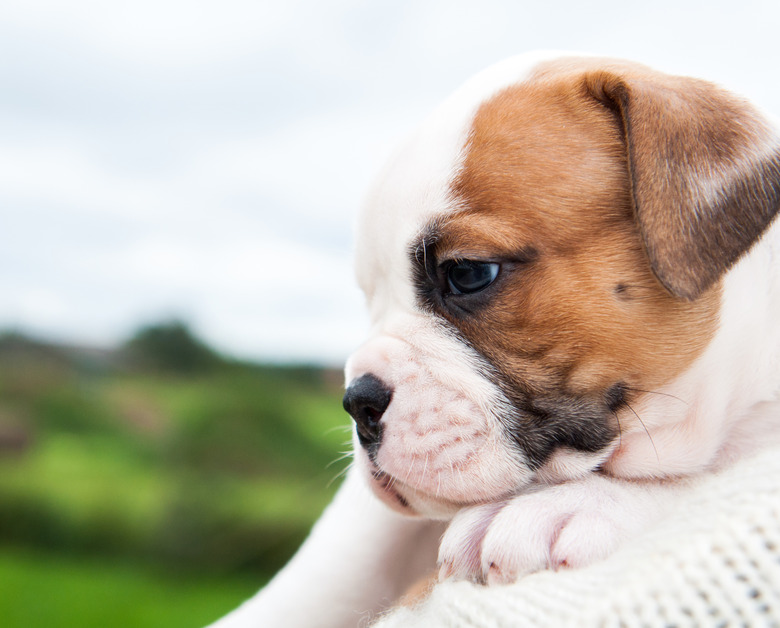 Flea Treatment For Puppies Under 12 Weeks
