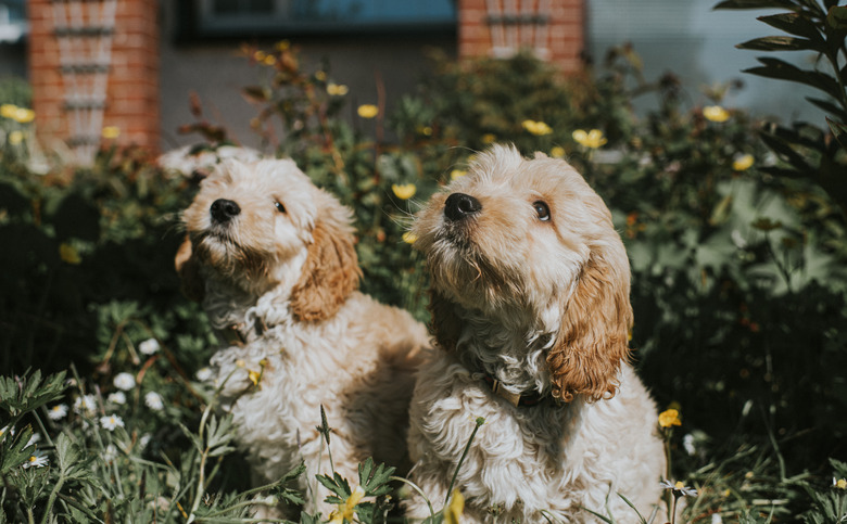 Two white puppies sit among buttercups