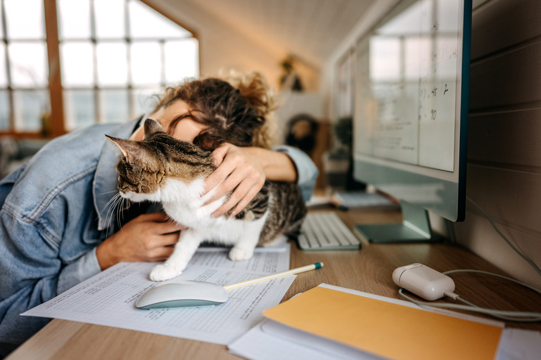 Young beautiful female student bonding with her cat while taking a break from studying