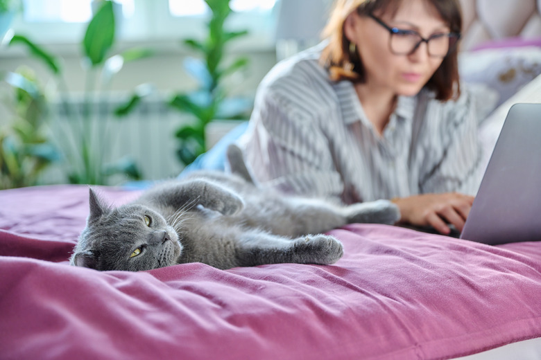 Relaxed lying grey cat at home on bed