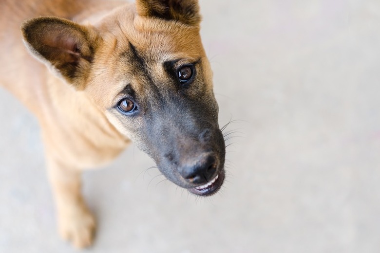 Closeup of a brown dog's face