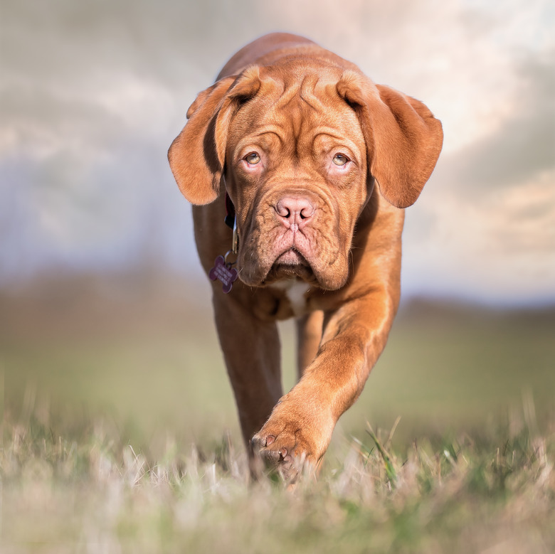 Closeup of the Dogue de Bordeaux. Animal portrait.