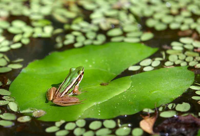 Frog Habitat Adaptations Frog Habitat Adaptations