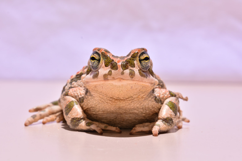 Bufo Common European Toad