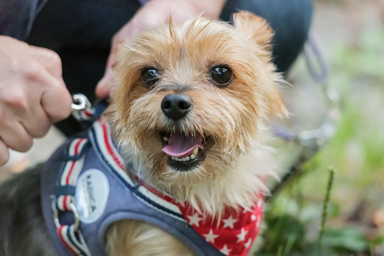 Yorkshire Terrier on a walk