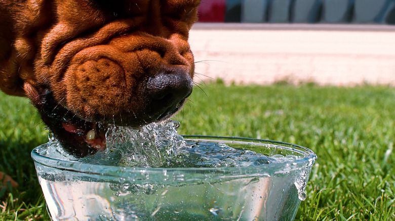 Close-up of the head of a big brown dog drinking water from a bowl
