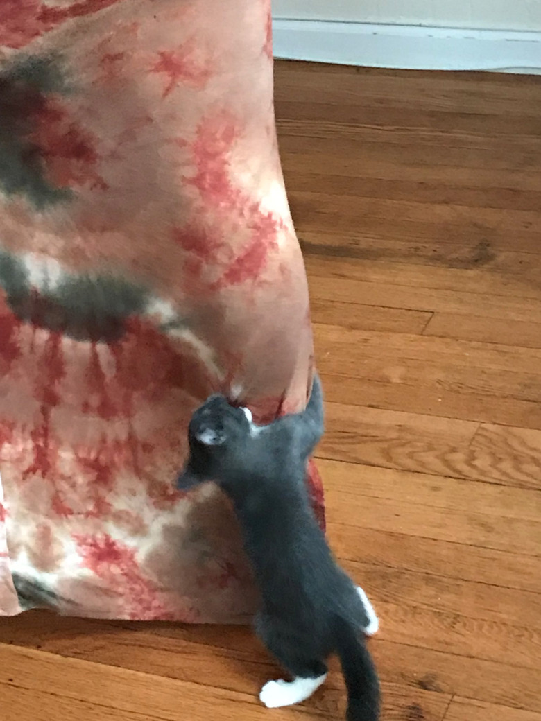 Needy kitten interrupts woman's fashion shoot with hilarious photobomb