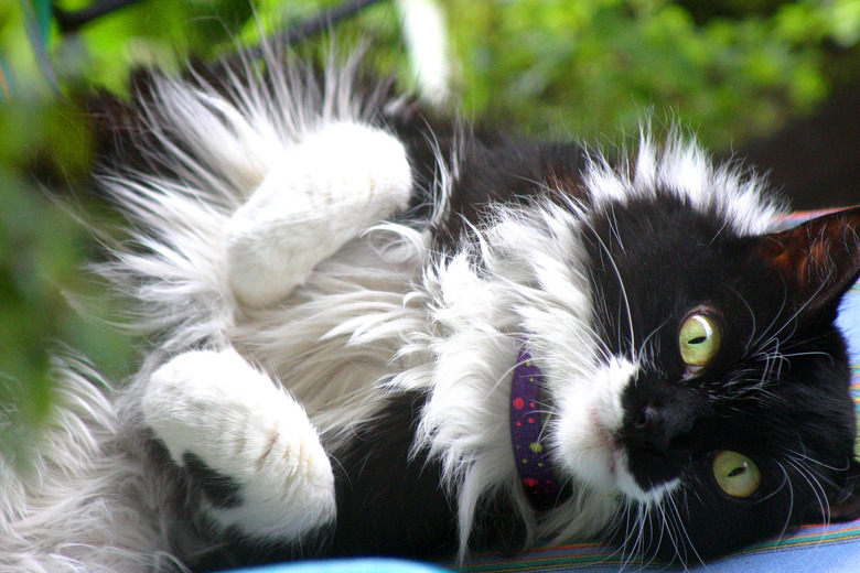 Fluffy black and white cat