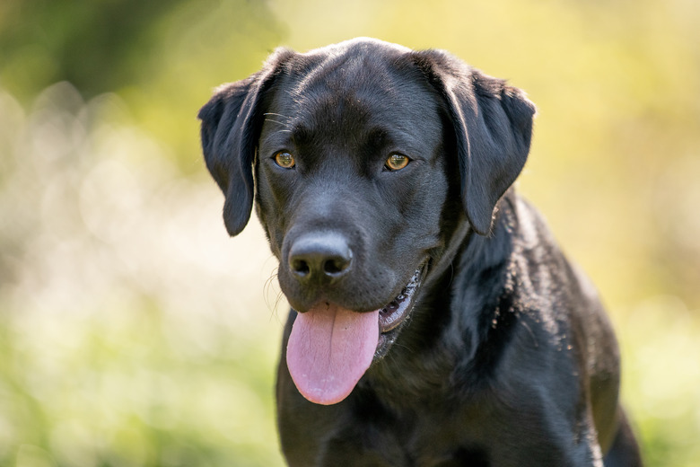 Labrador