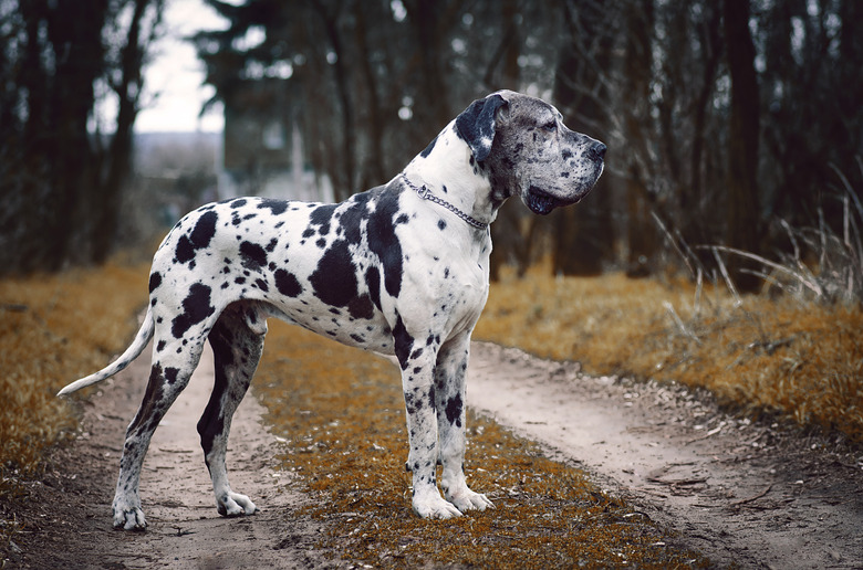 Side view of great dane standing on field