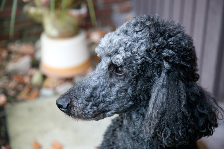 A dark gray poodle.