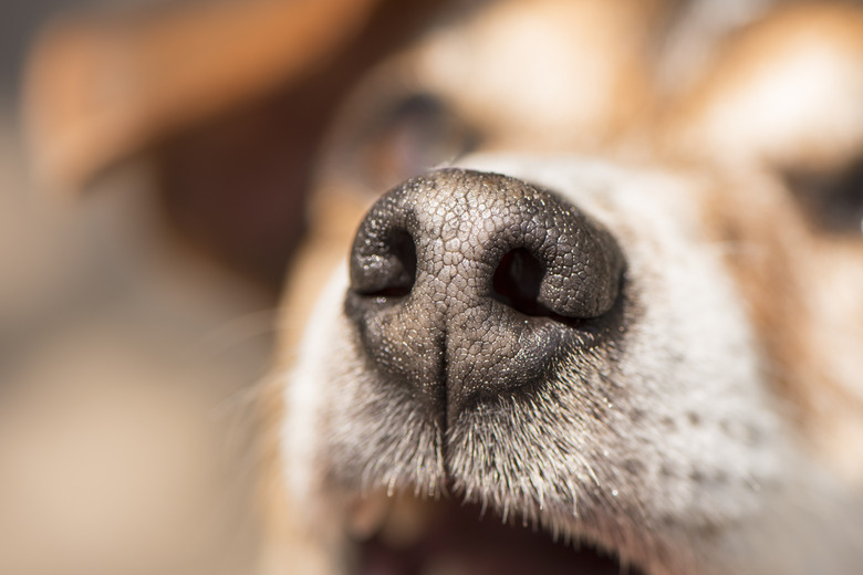 Dogs nose in close-up
