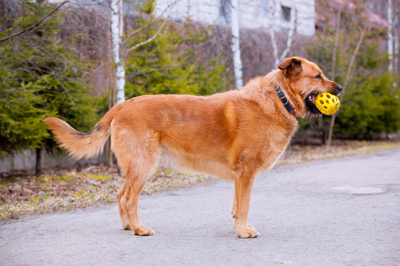 Big red dog with yellow toy in teeth on walk
