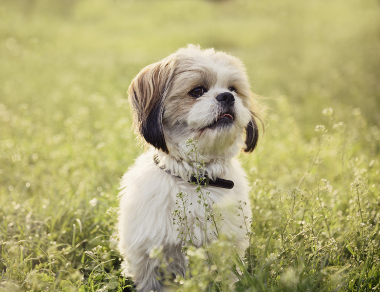 A Shih Tzu dog wearing a black collar is sitting in the grass and looking off-camera