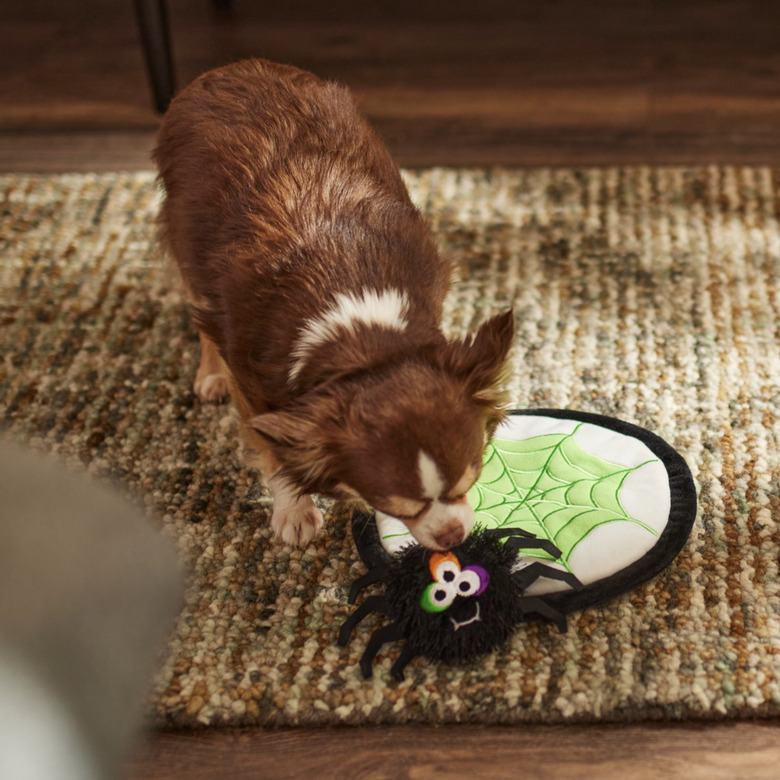 Small dog playing with soft frisbee that looks like a web and a detachable spider plushie