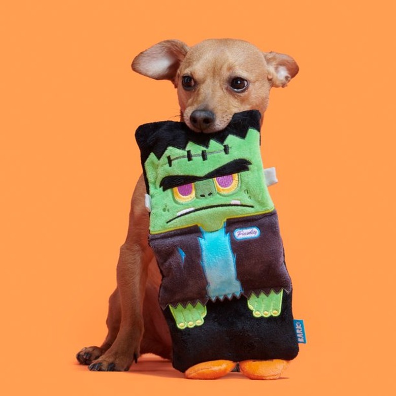 Chihuahua against an orange background with the Cranky Franky toy