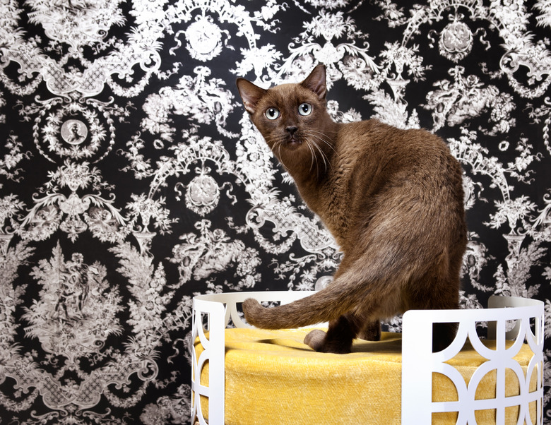Havana brown cat standing on a yellow cat bed in a room with black and white Victorian wallpaper.